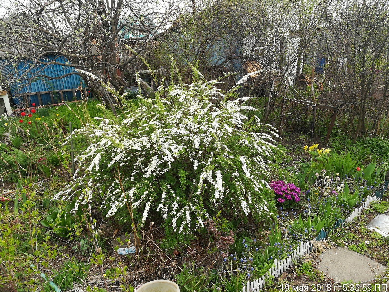 Help identify the plant - My, Dacha, Plants, Longpost