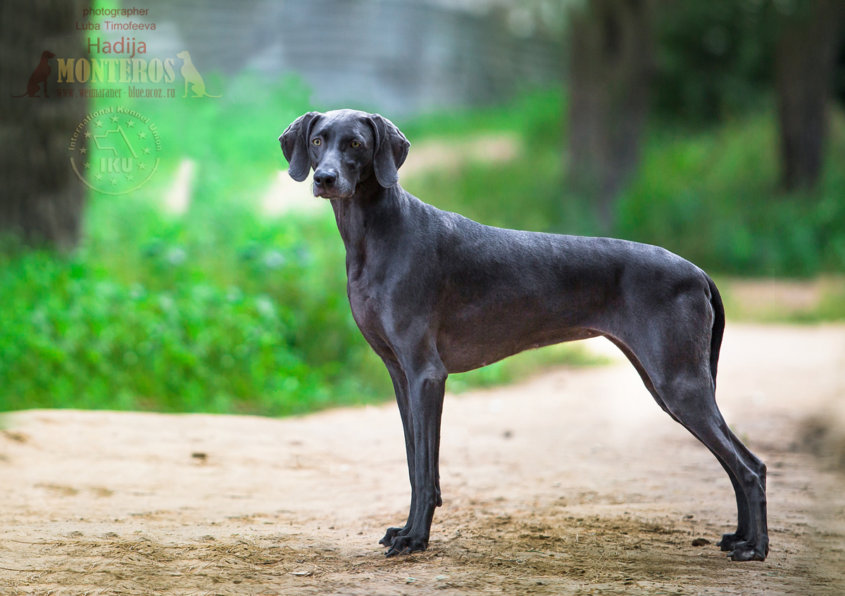 About breeds of dogs. - Dog, Weimaraner, Dog breeds, Hunting dogs, Cops, Longpost