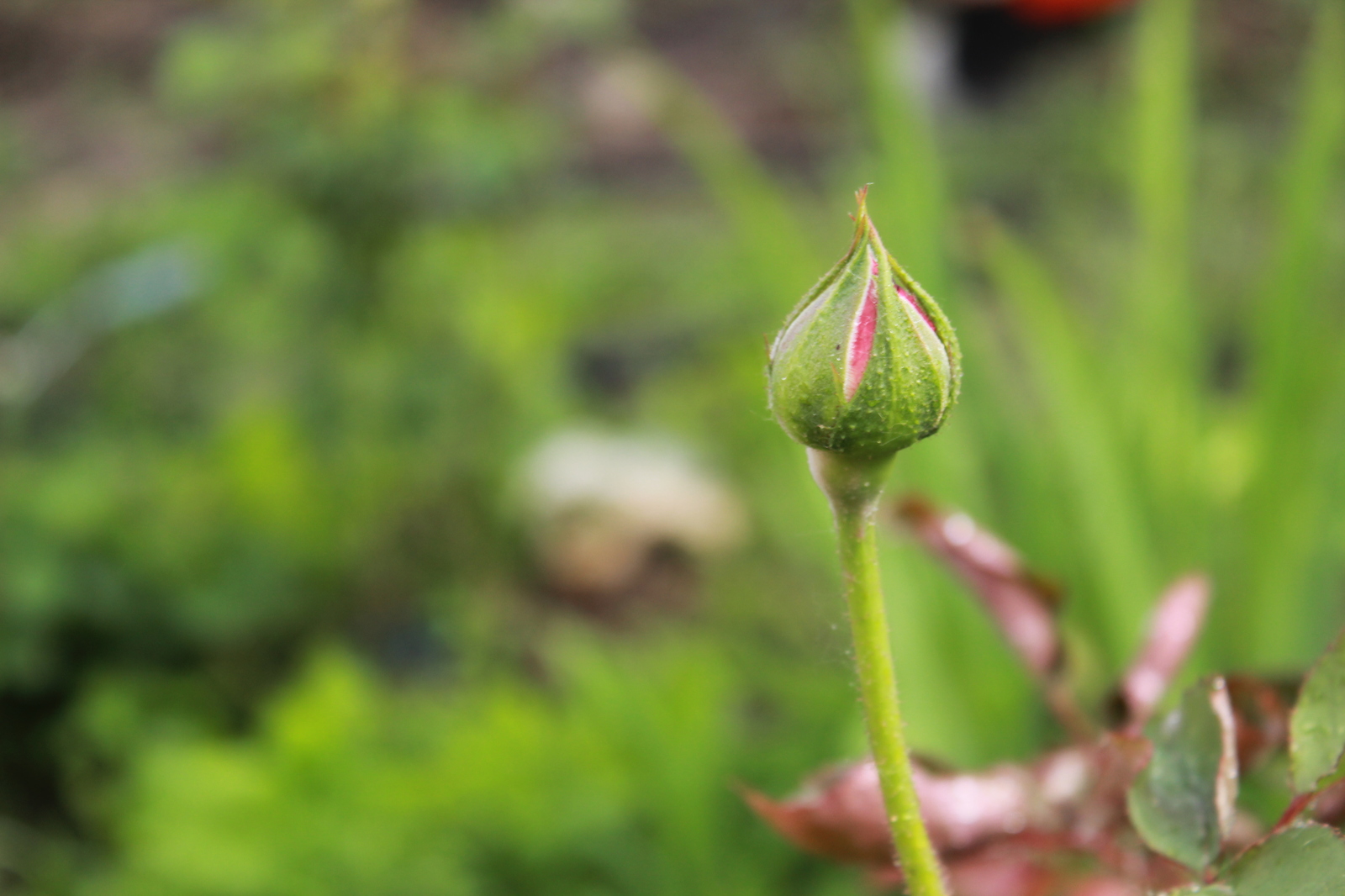 More spring - My, My, Beginning photographer, Longpost