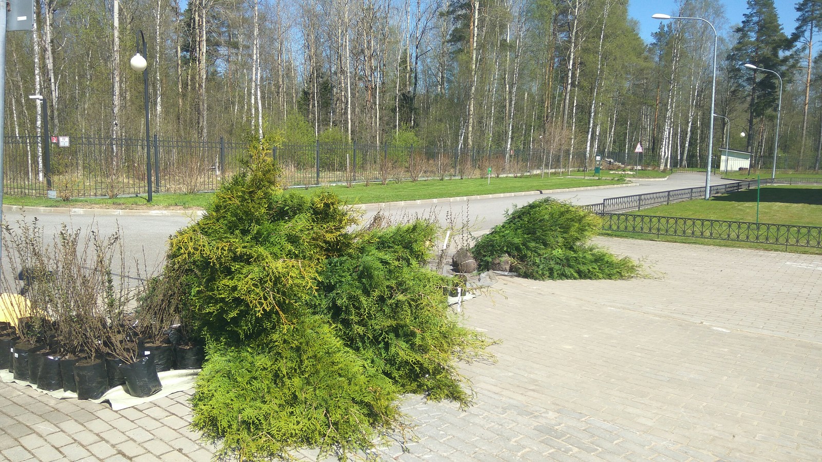 Hedge. Terrace. Step by step paving - My, Terrace, Paving stones, Lawn, Dacha, Landscape design, Saint Petersburg, Longpost