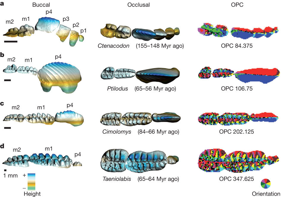 The expansion of herbivorous mammals began long before the extinction of the dinosaurs - Paleontology, Mammals, The science, Interesting, Copy-paste, Elementy ru, Longpost