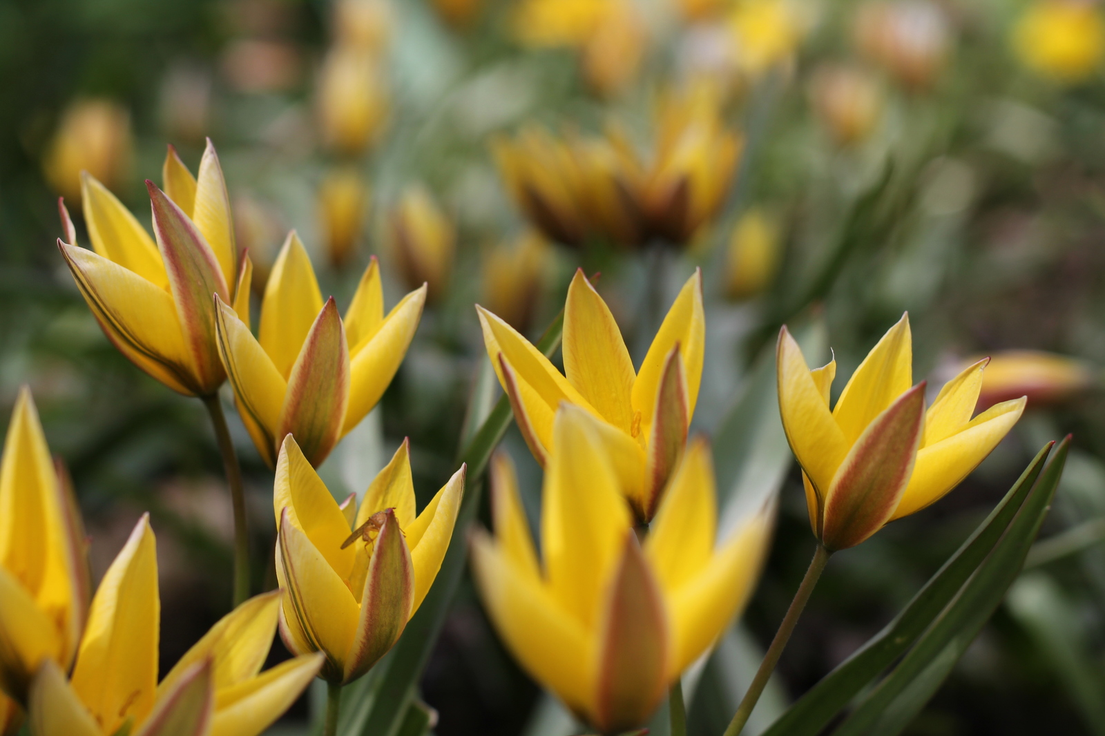 tulips - My, Flowers, Tulips, The photo, Tver, Longpost