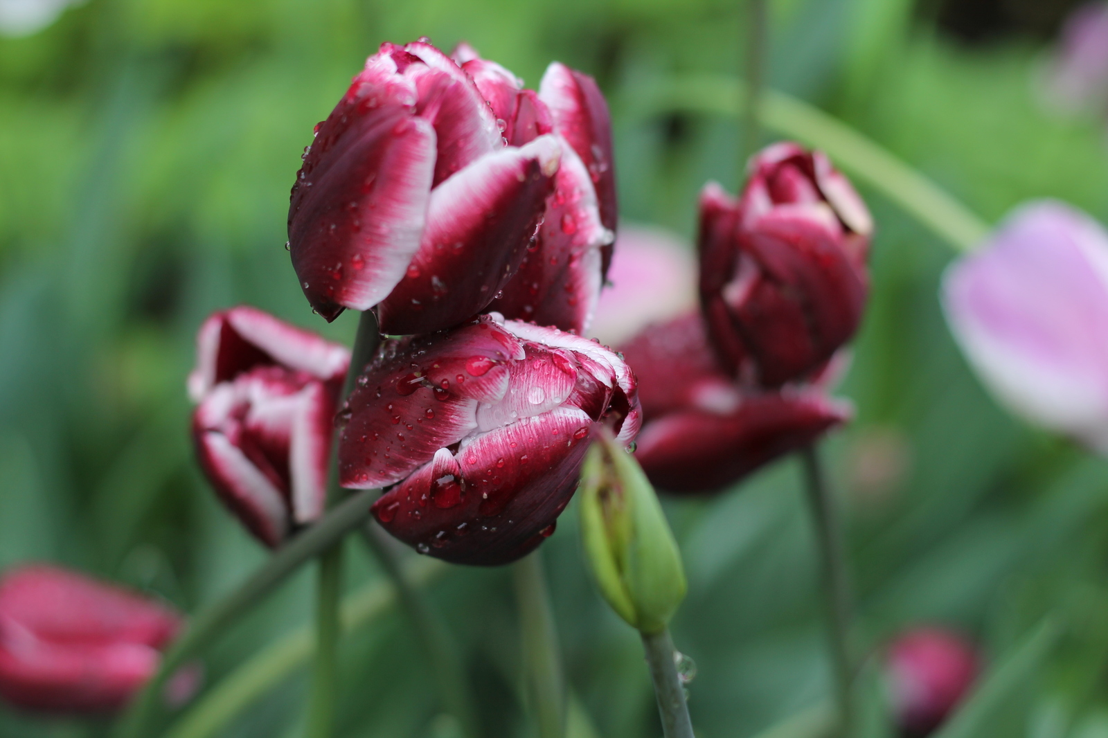 tulips - My, Flowers, Tulips, The photo, Tver, Longpost