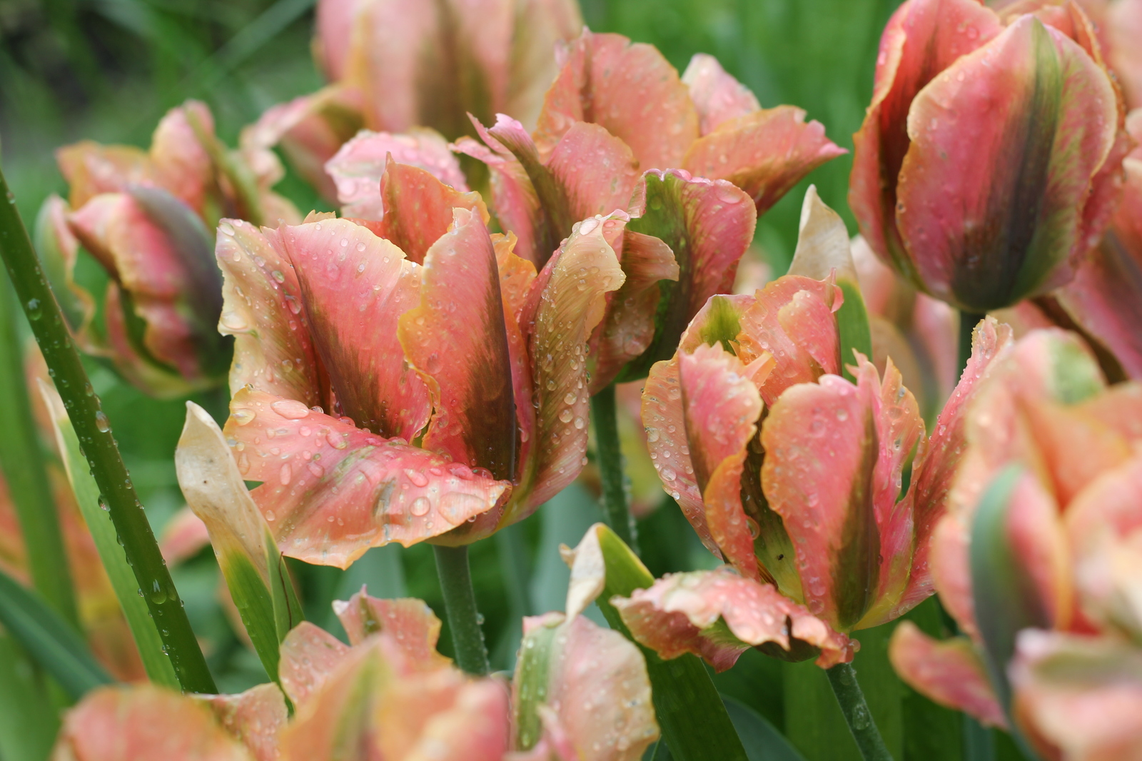 tulips - My, Flowers, Tulips, The photo, Tver, Longpost