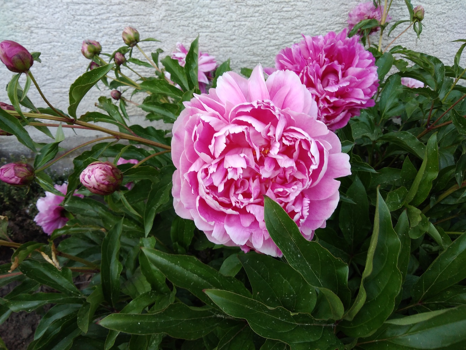 peonies bloomed - My, Garden, Flowers, Summer, Longpost, Peonies