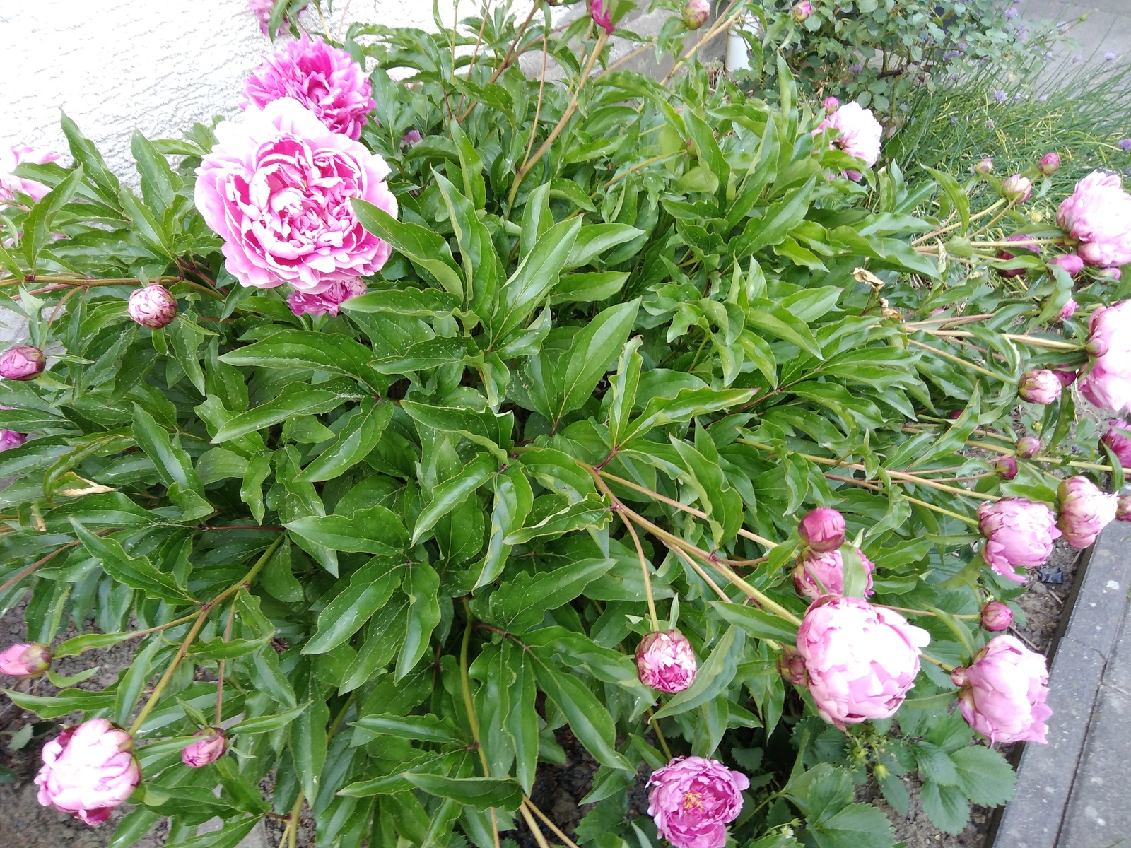 peonies bloomed - My, Garden, Flowers, Summer, Longpost, Peonies