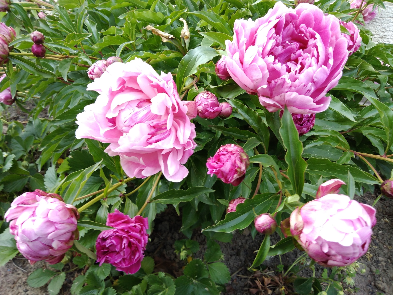 peonies bloomed - My, Garden, Flowers, Summer, Longpost, Peonies