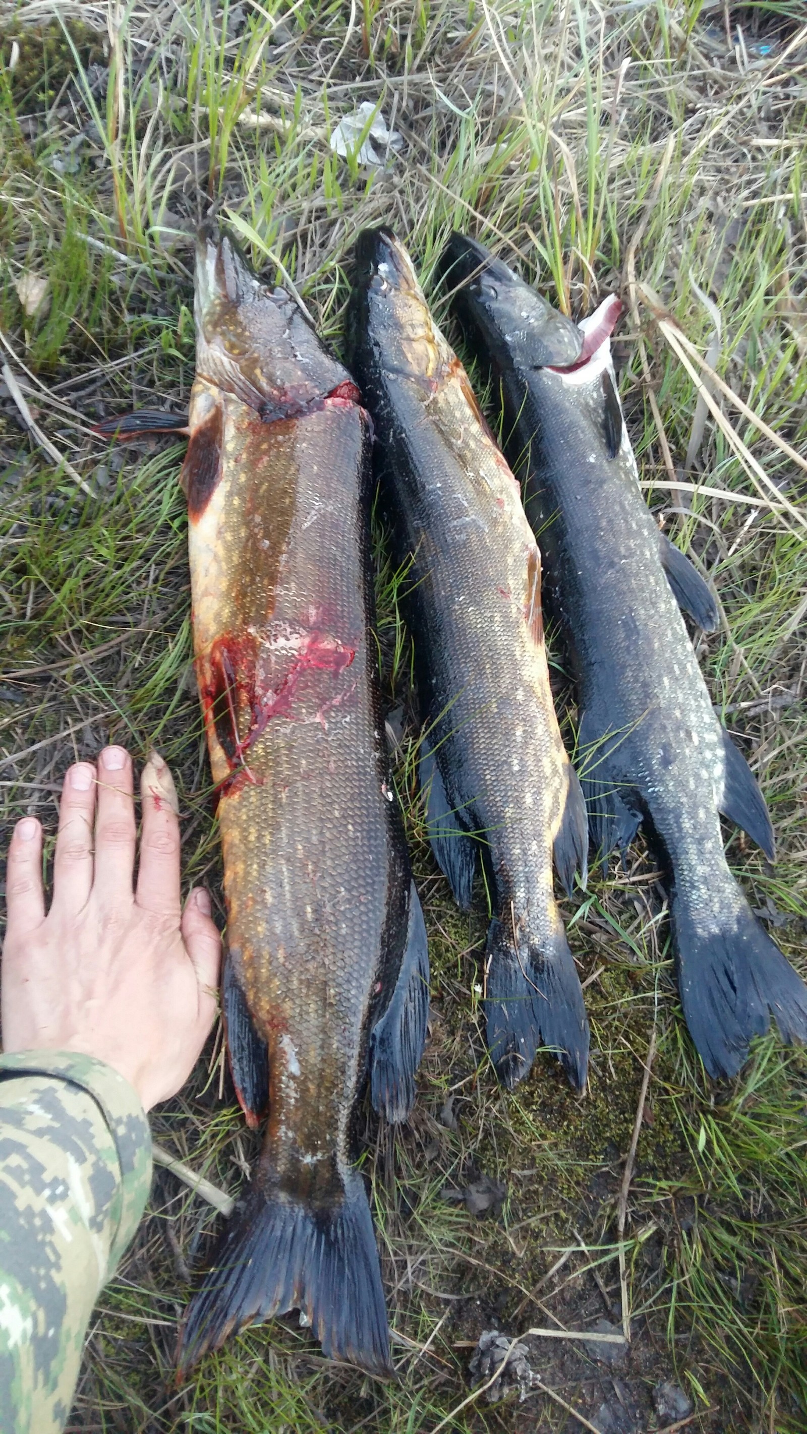 Fishing season open - My, Карелия, Spinning, Pike, Lake, The photo