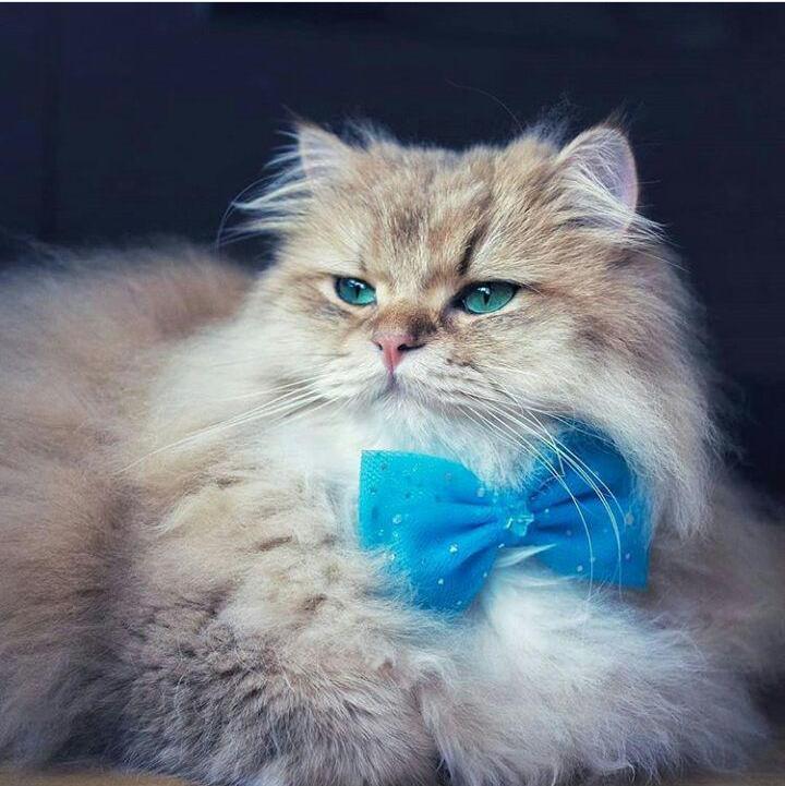 Fluffy gentleman in a bow tie - cat, Butterfly, Fur, , Fluffy, Longpost