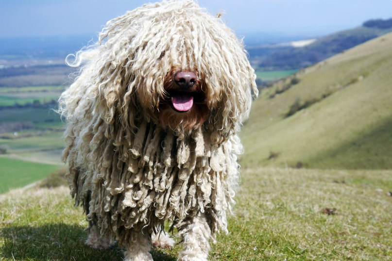 Book of Animals: Komondor - Hungarian Shepherd Dog - My, Sheepdog, Dog, Animals, Pets, Humor, Nature, Zoology, Animal book, Longpost