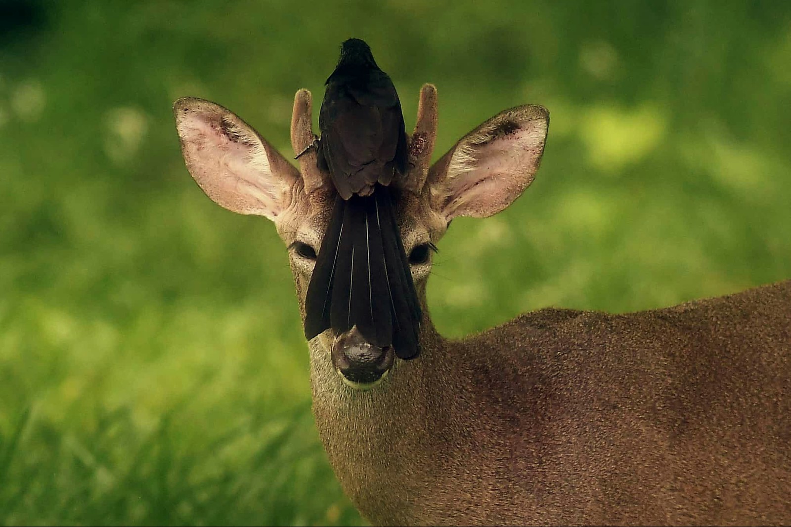 Will I sit here? - Deer, Birds, From the network, The photo, Лентач