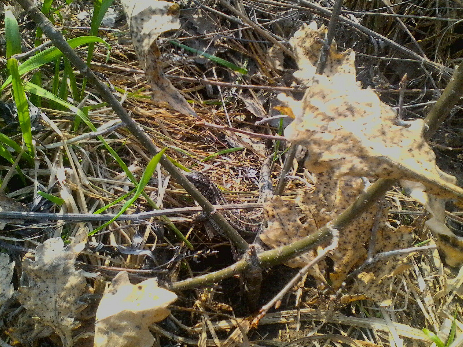 Fast dinosaurs - My, Altai region, Nature, Spring, Longpost