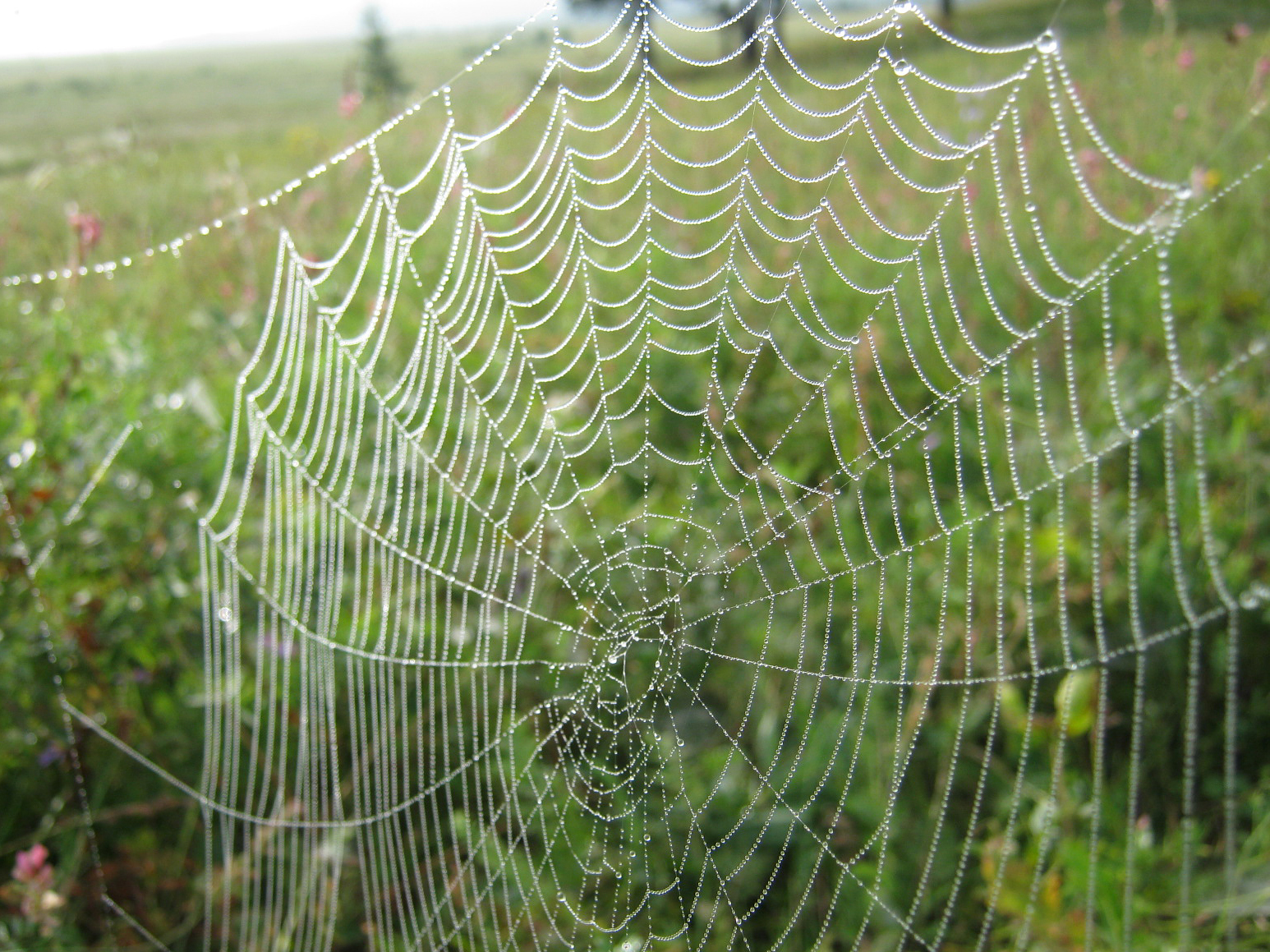 Spider web and dew - My, The photo, Web, Dew, Macro photography, Longpost