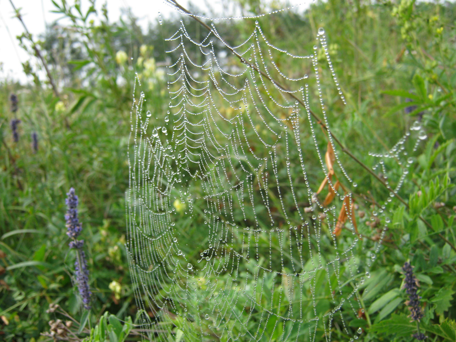 Spider web and dew - My, The photo, Web, Dew, Macro photography, Longpost