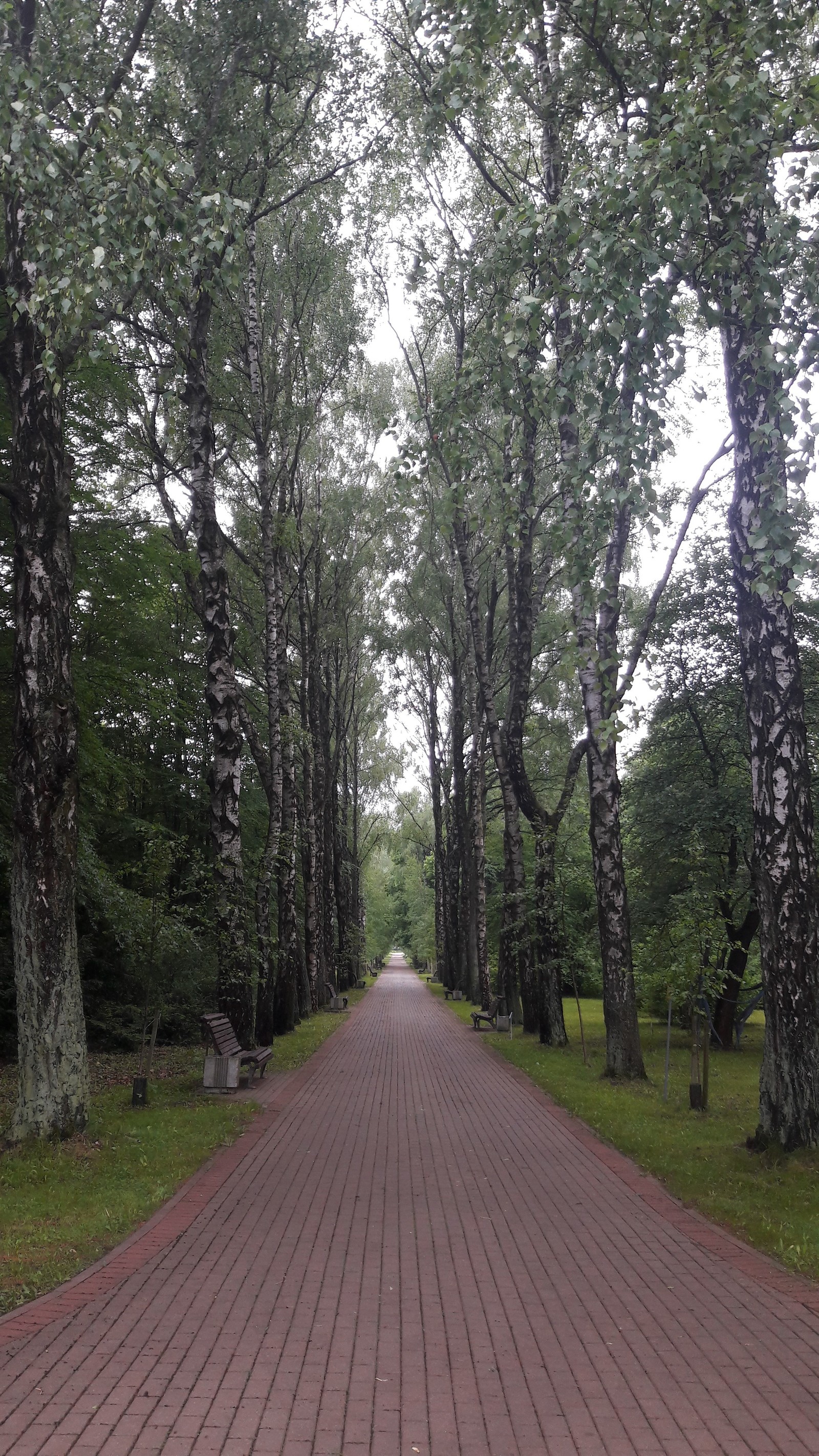 Botanical Garden. Minsk - My, Botanical Garden, Photo on sneaker, Alley, Longpost, Republic of Belarus, Samsung Galaxy a5