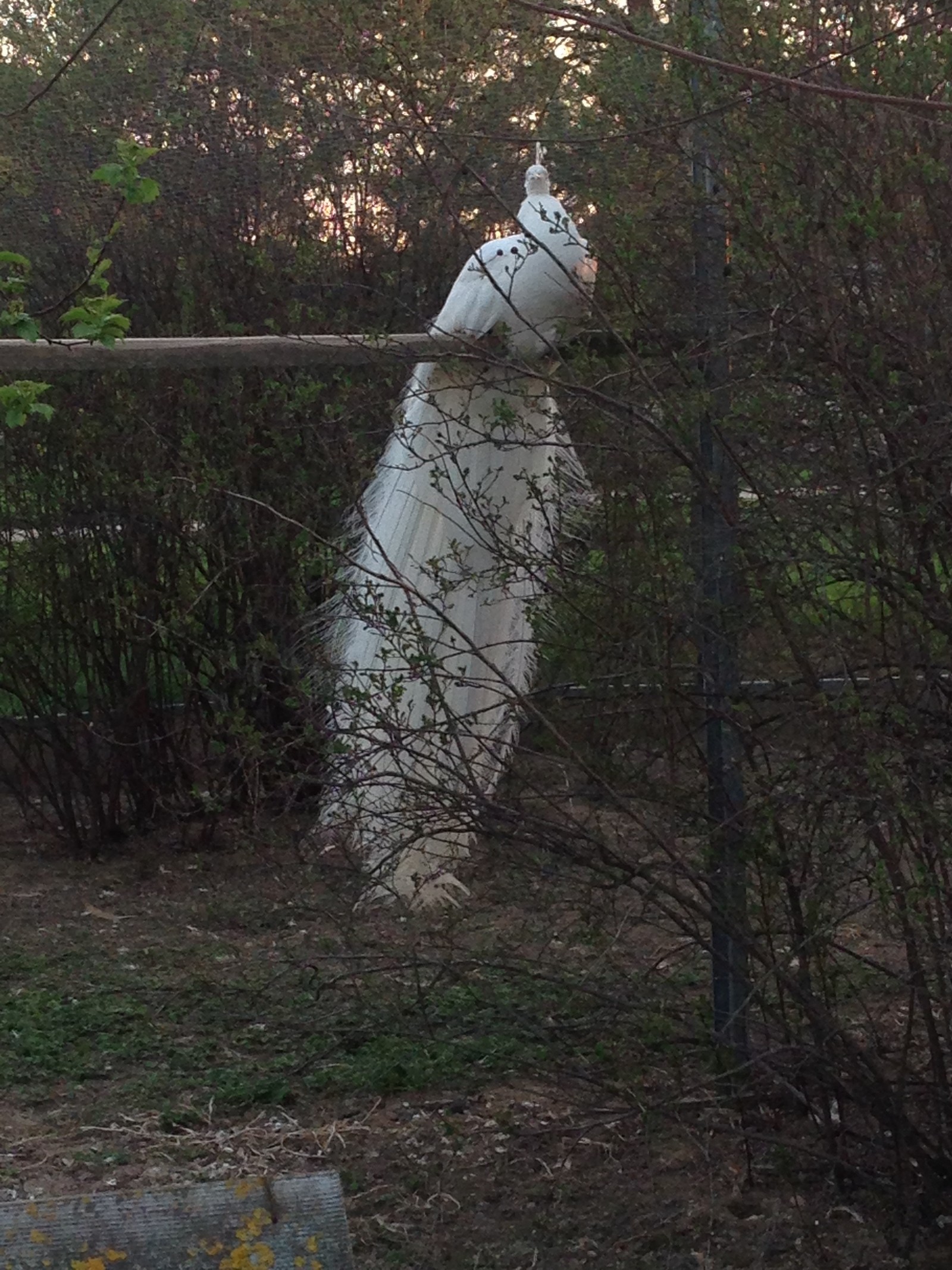 On the border of the Kaluga and Moscow regions there is a wonderful place Bird Park part 2 - My, My, Weekend, Longpost, Birds