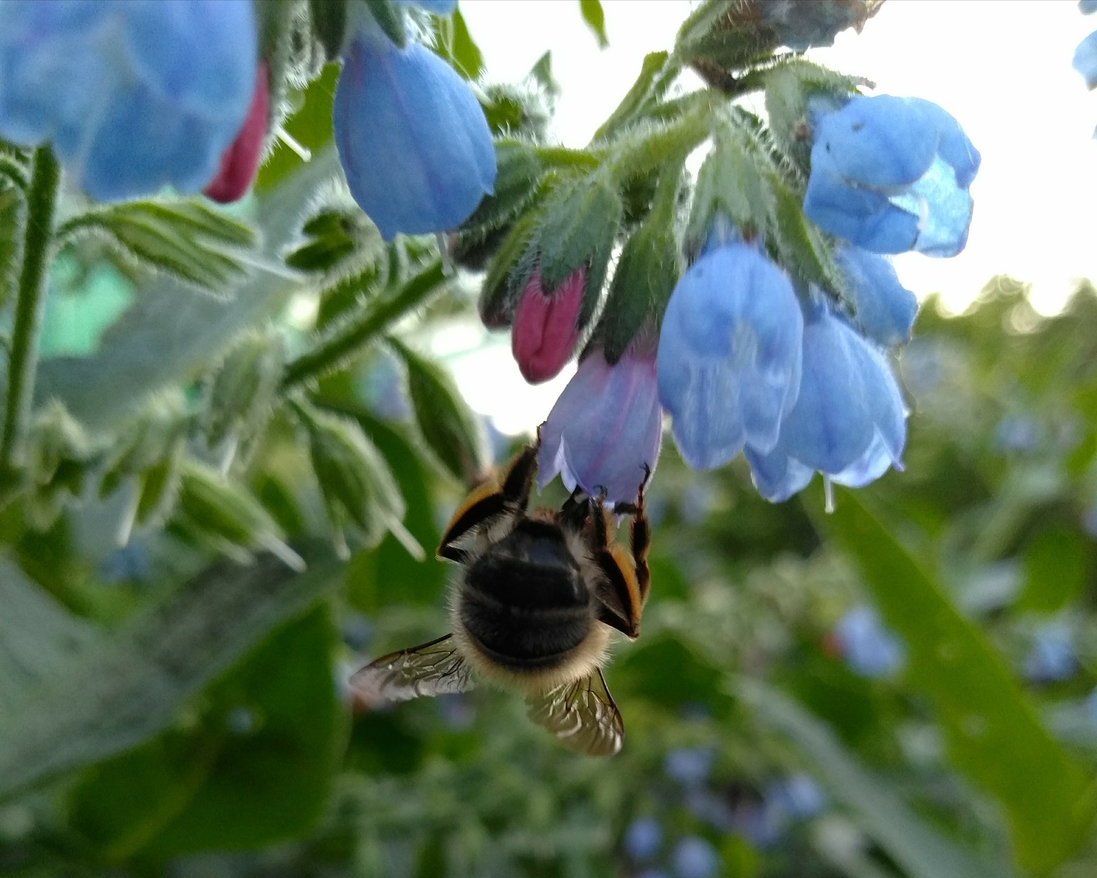 At work - My, The photo, Images, Bees