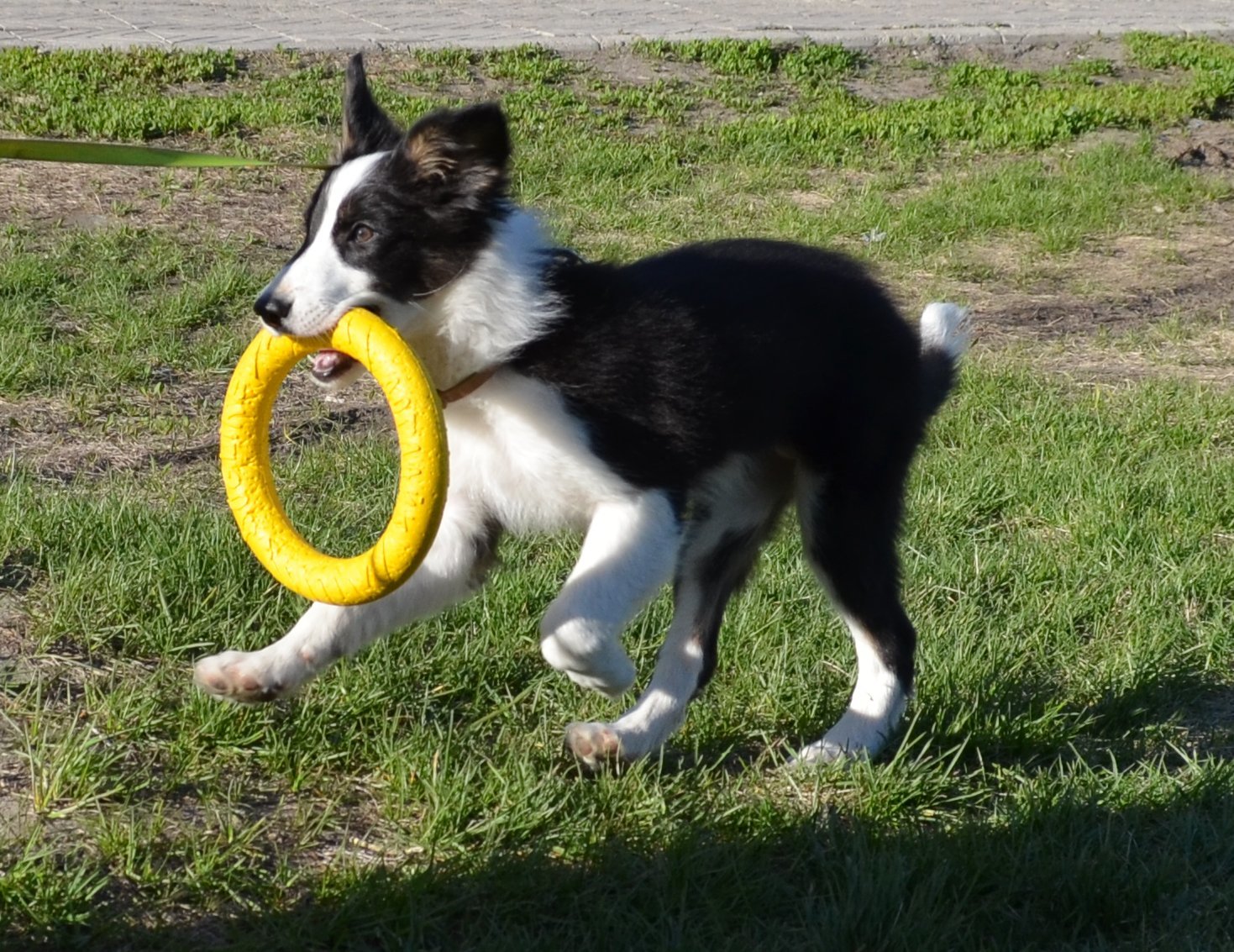 Border and just a little bit of corgi, walk - My, Dog, Corgi, Border Collie, Longpost, The photo