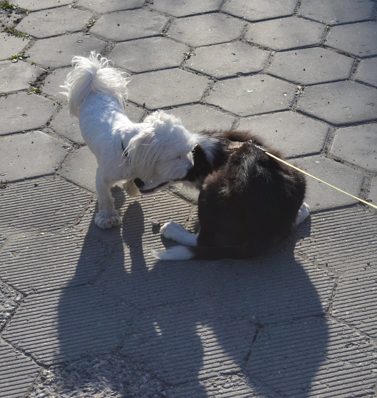 Border and just a little bit of corgi, walk - My, Dog, Corgi, Border Collie, Longpost, The photo