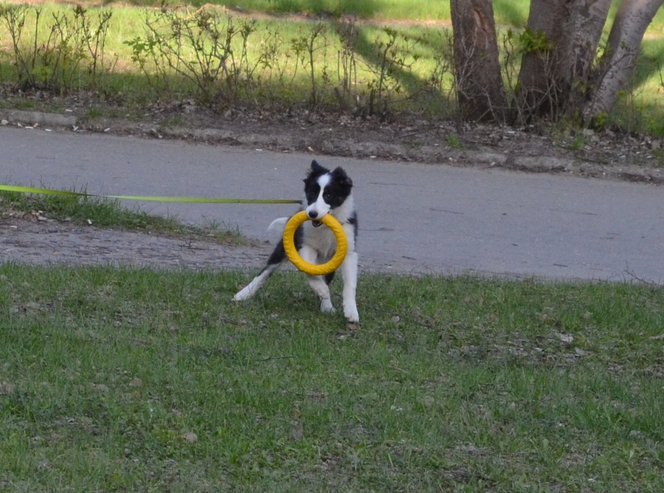 Border and just a little bit of corgi, walk - My, Dog, Corgi, Border Collie, Longpost, The photo