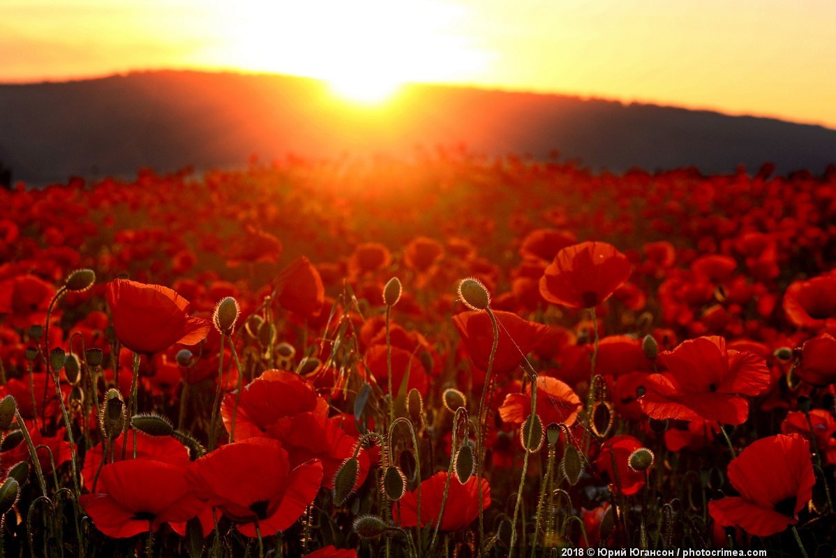 Poppy fields of Crimea - Crimea, The photo, Poppy fields, Poppy, Longpost, Field