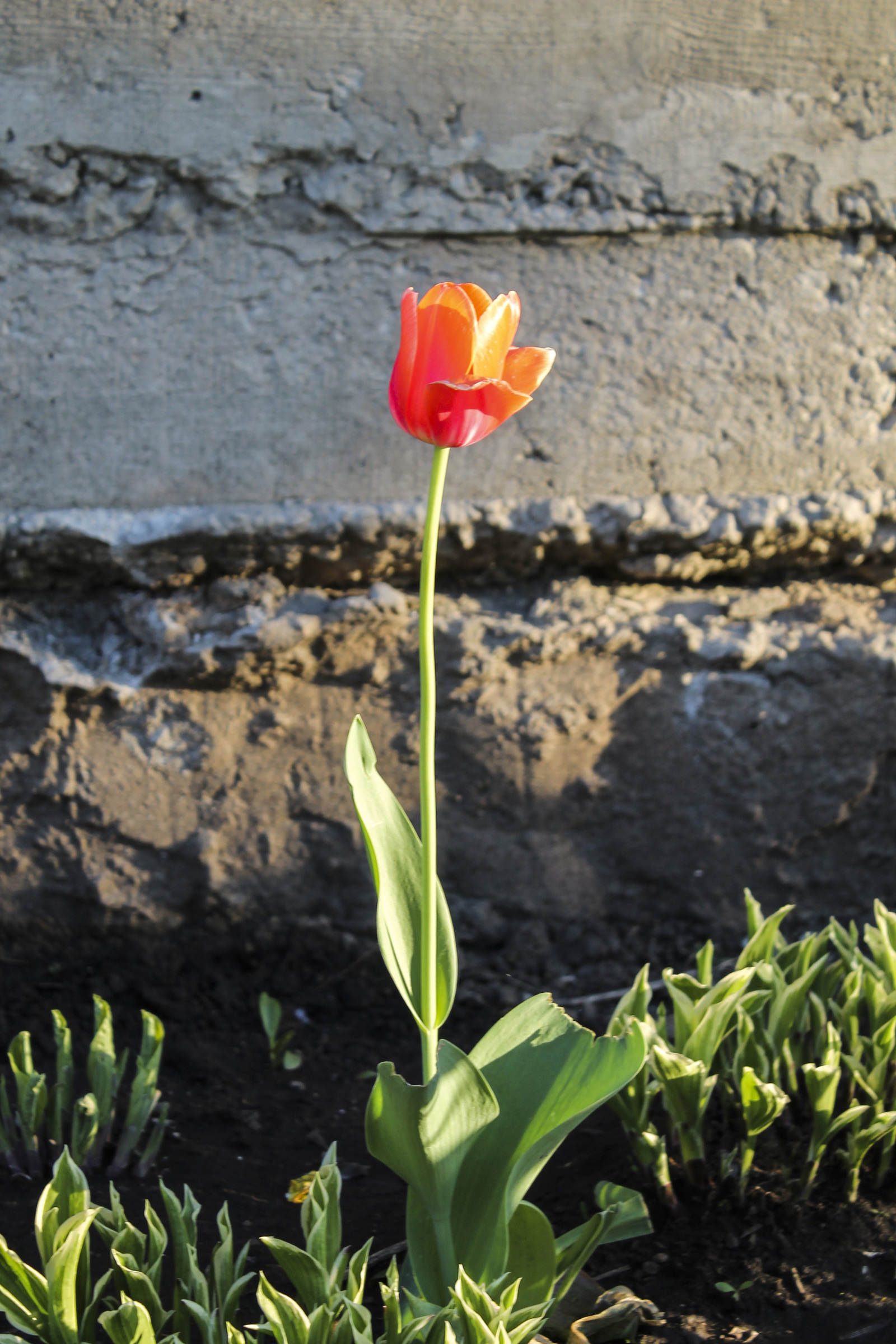 I love tulips.. - My, Beginning photographer, Tulips, Longpost