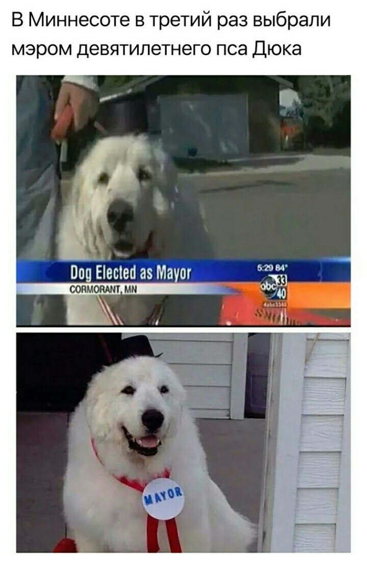 The mayor we deserve! - Picture with text, Mayor, Dog, Animals, Humor