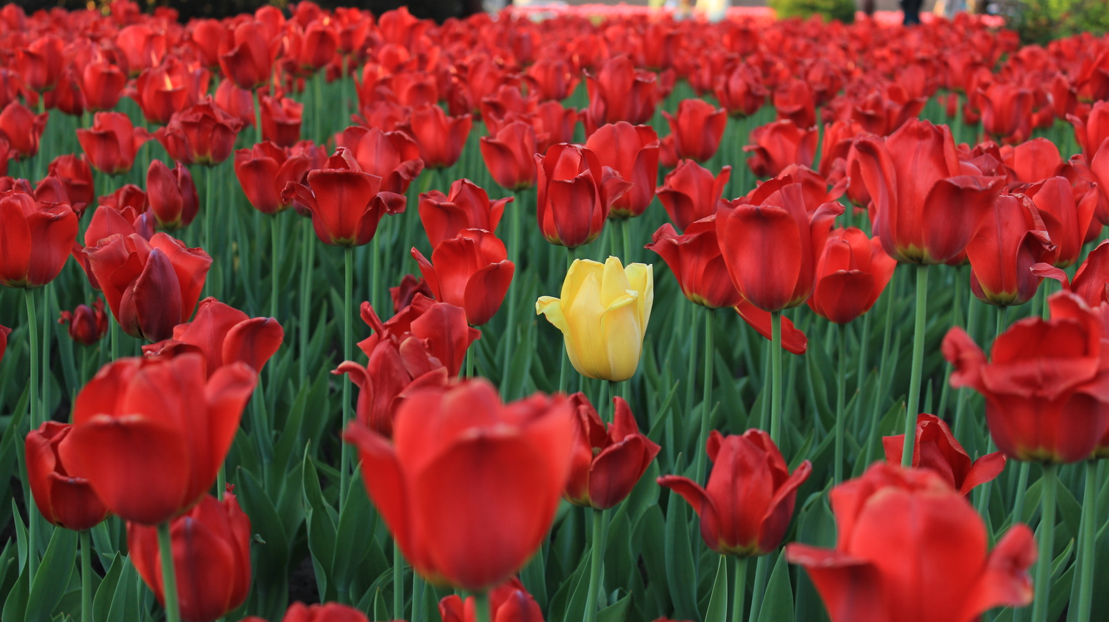 Individuality - My, The photo, Tulips