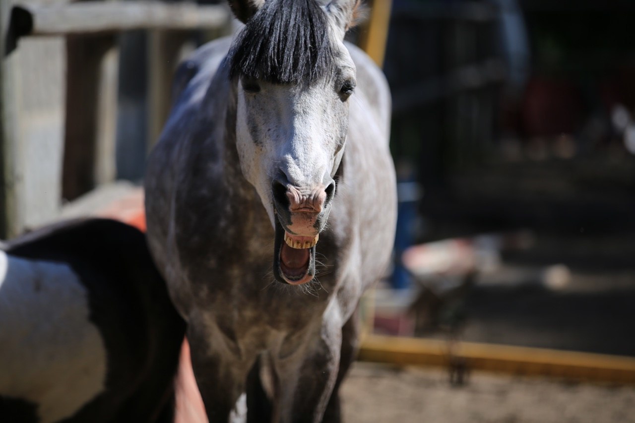 They say that animals are always photogenic. Oh well :)) - My, Horses, Photogenic, Charisma, Animals, Longpost