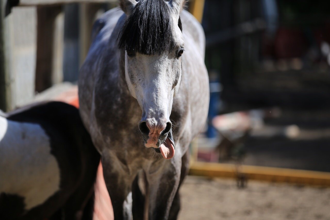 They say that animals are always photogenic. Oh well :)) - My, Horses, Photogenic, Charisma, Animals, Longpost