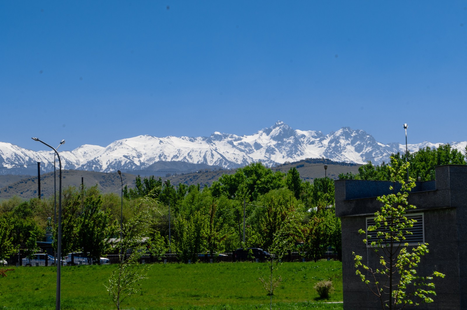 Everyone starts somewhere somewhere. - My, The photo, Metro, Almaty mountains, Flowers, Nature, Longpost