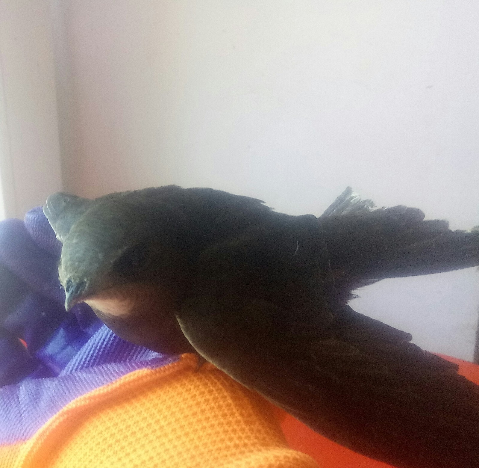 Help, advise STRIZH! - Birds, Broken wing, Wild bird, My, Help