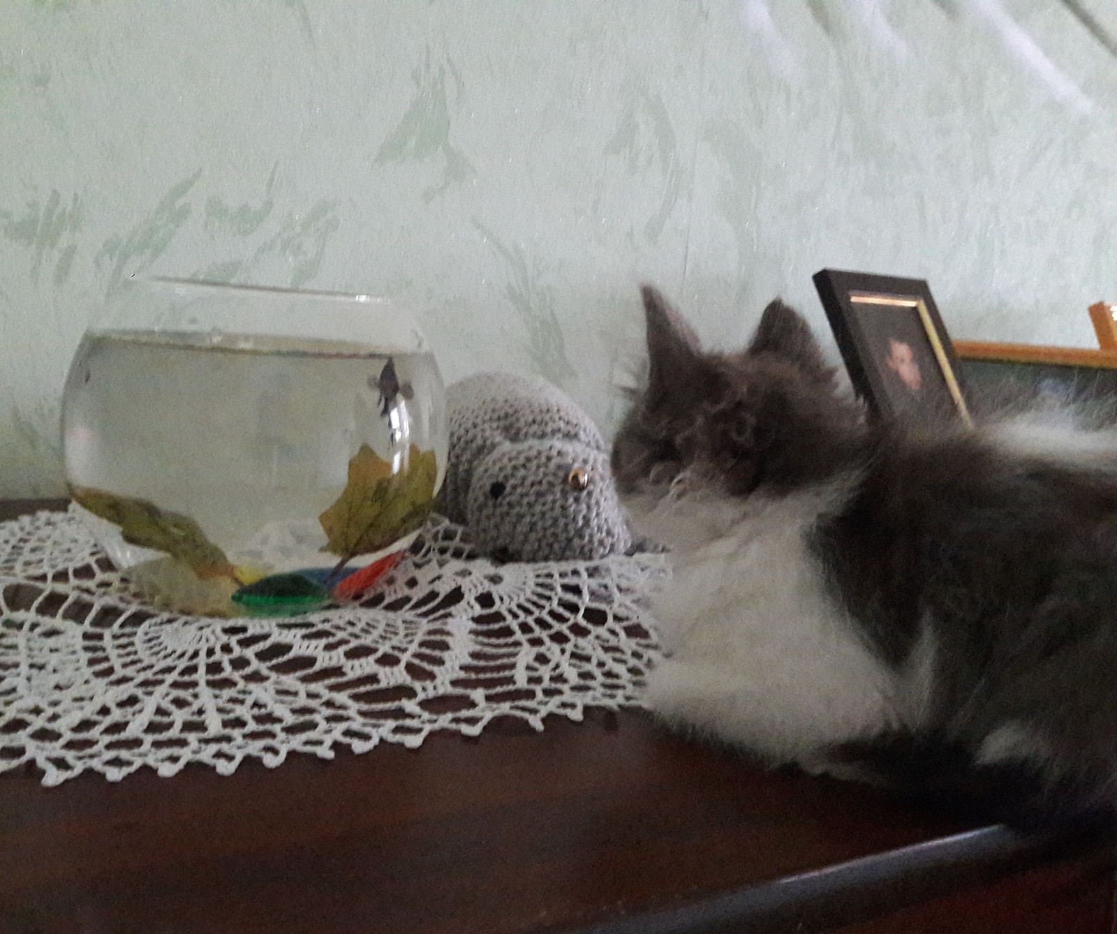 Cat tv - My, Cockerel fish, cat