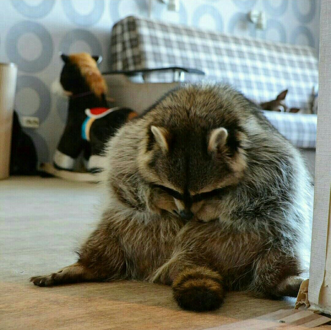 Strange family. - Raccoon, cat, Dog, The photo, Family