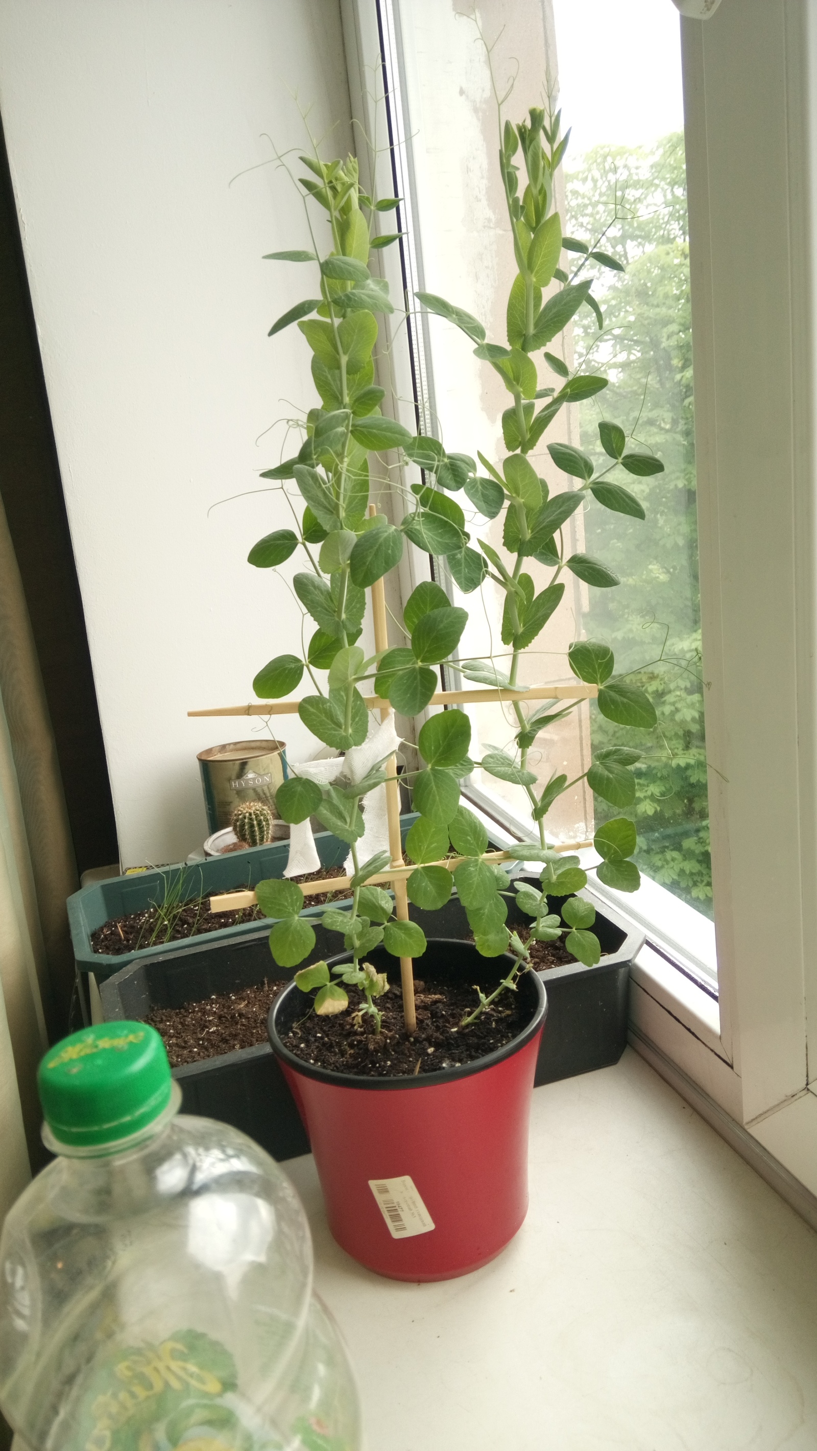 My garden on the windowsill - My, Vegetable garden on the windowsill, Cucumbers, Tomatoes, Green pea, Longpost