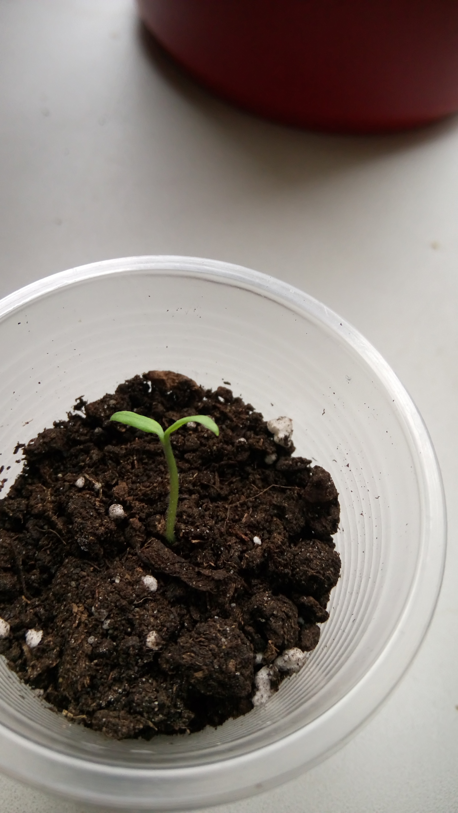 My garden on the windowsill - My, Vegetable garden on the windowsill, Cucumbers, Tomatoes, Green pea, Longpost