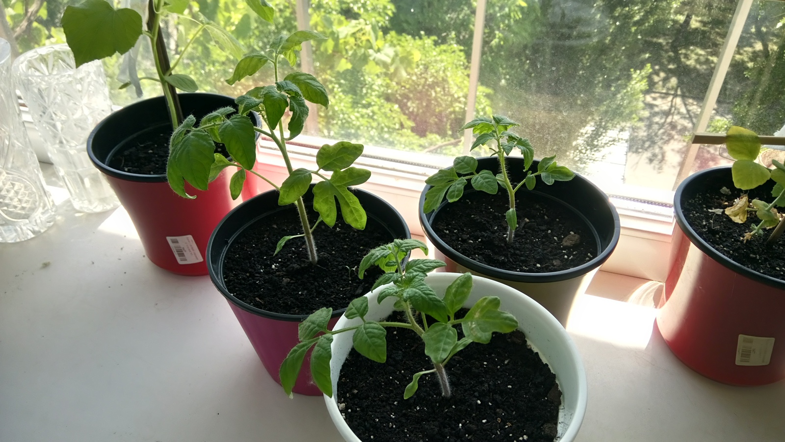 My garden on the windowsill - My, Vegetable garden on the windowsill, Cucumbers, Tomatoes, Green pea, Longpost