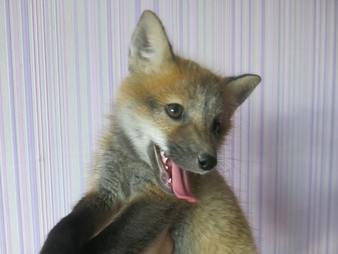 Meet the pet fox Kira - My, Fox, Longpost, , Lisa Kira, Domestic fox, Domestic foxes