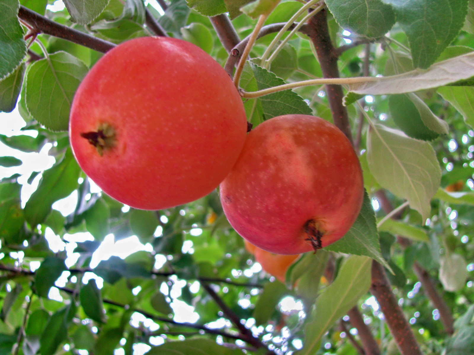 Сорт яблони с прозрачными плодами фото