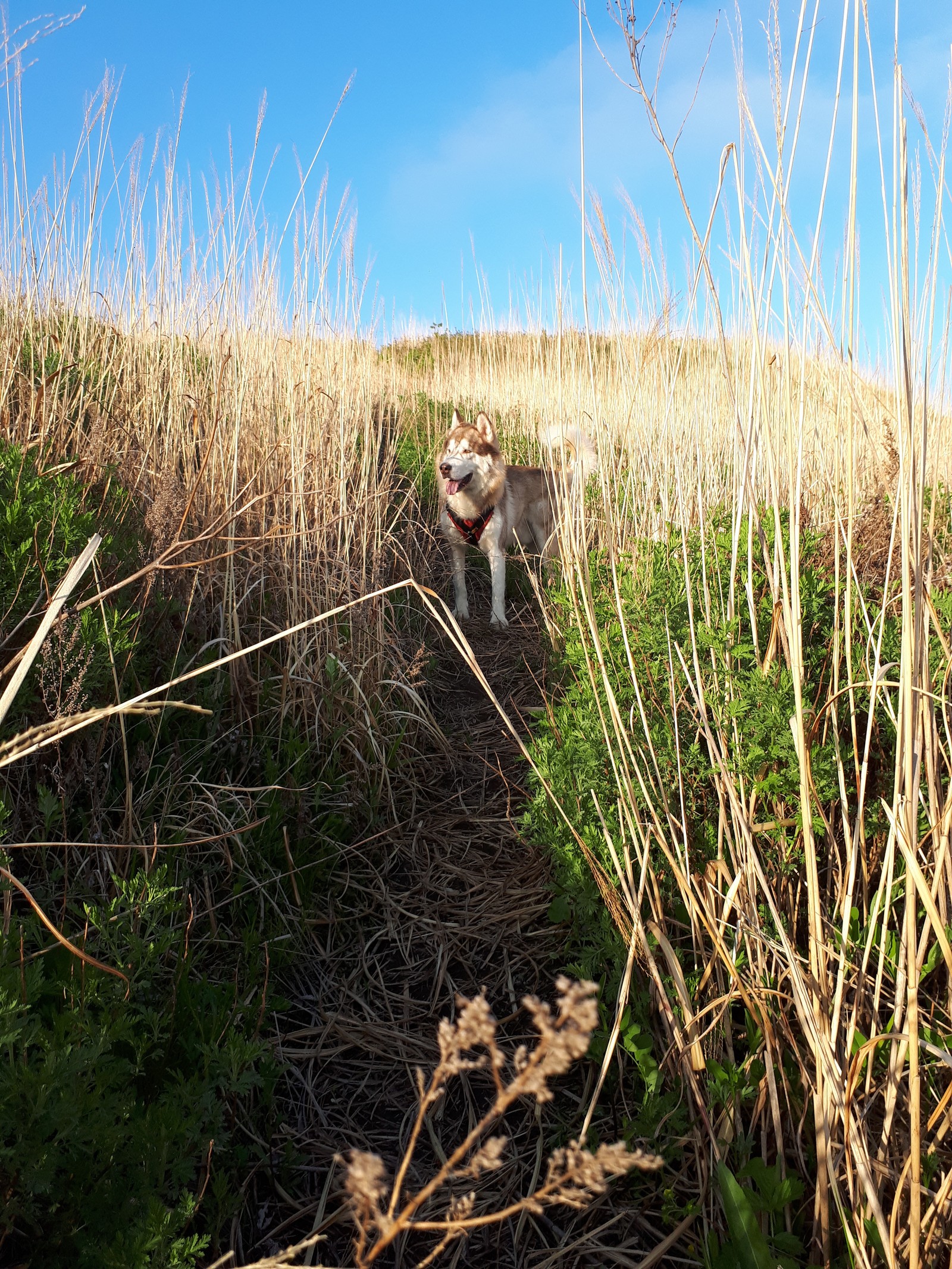 City by the sea - My, Dog, Alaskan Malamute, Vladivostok, Russian island, Longpost