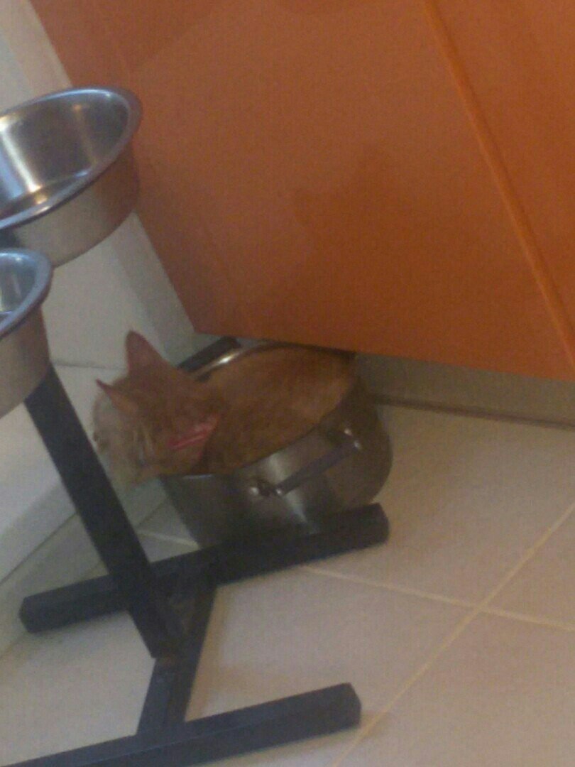 Convenient, probably - cat, Relaxation, Pan, Longpost