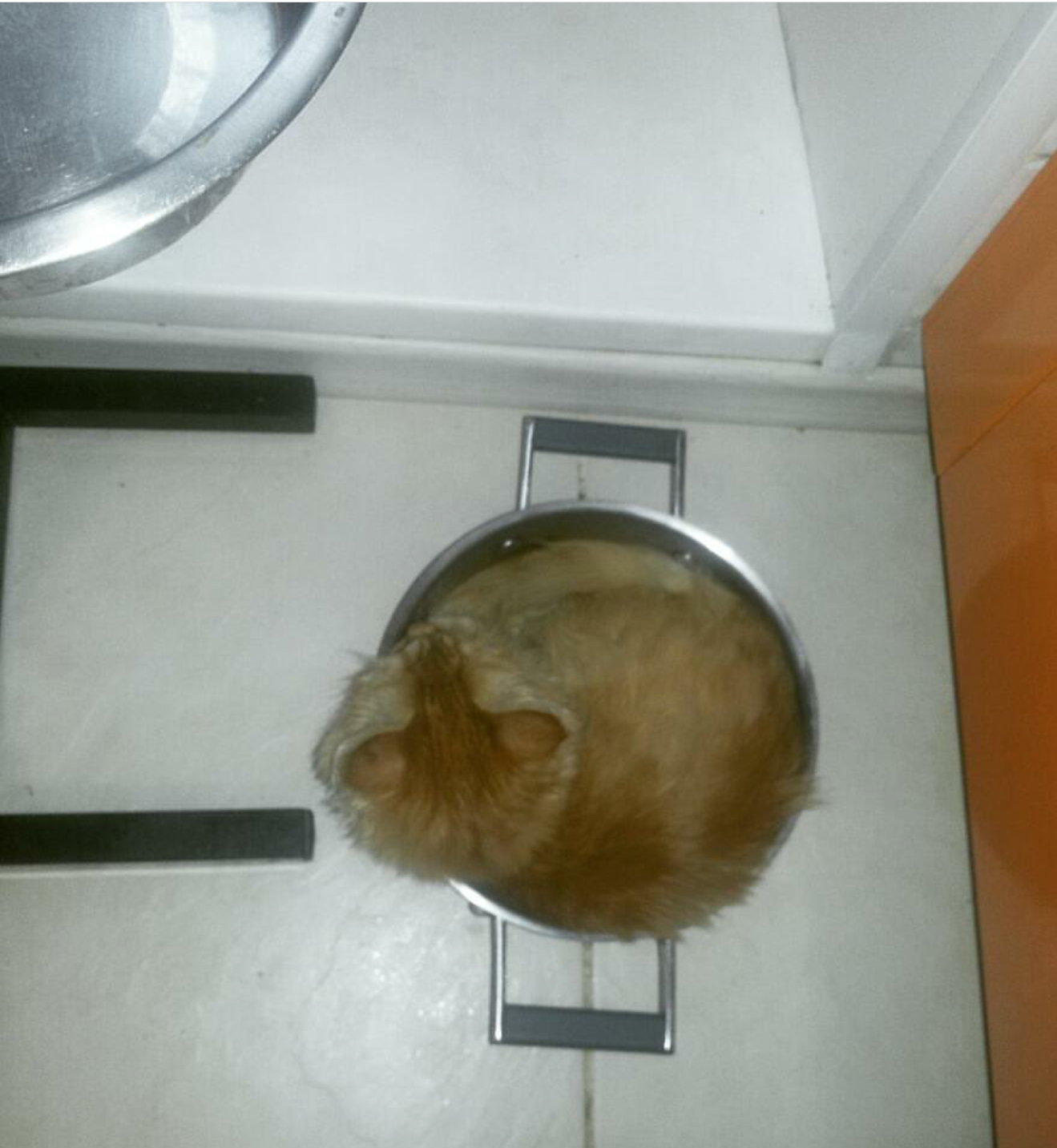 Convenient, probably - cat, Relaxation, Pan, Longpost