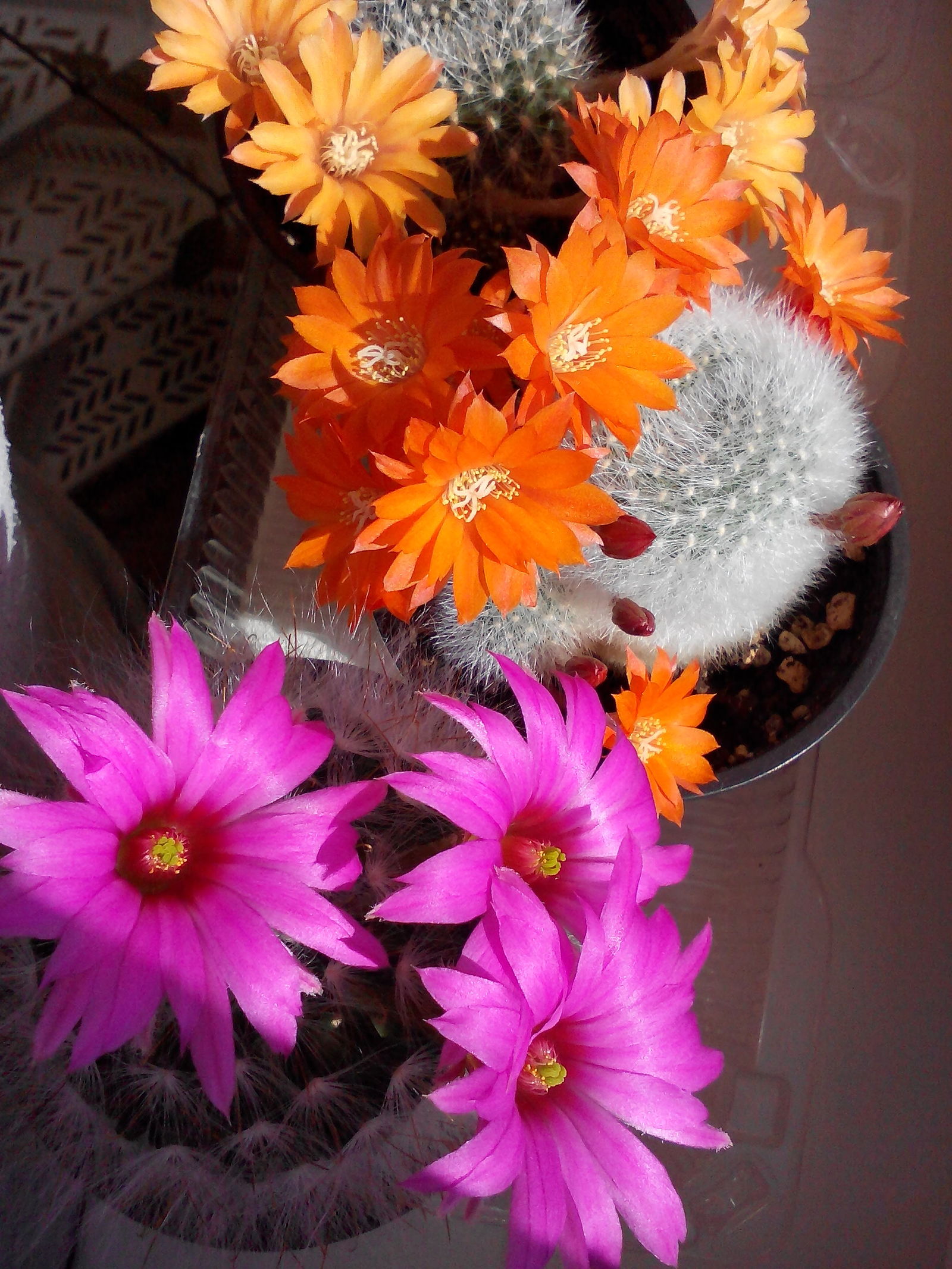 Flowering domestic cacti. - pikabu.monster