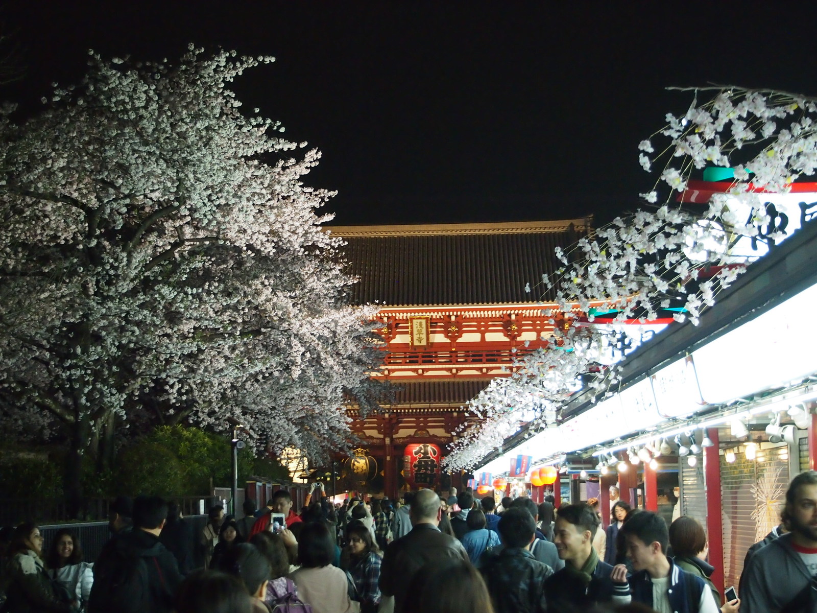 Yuzakura - My, Japan, Sakura, Asakusa, Travels, Longpost