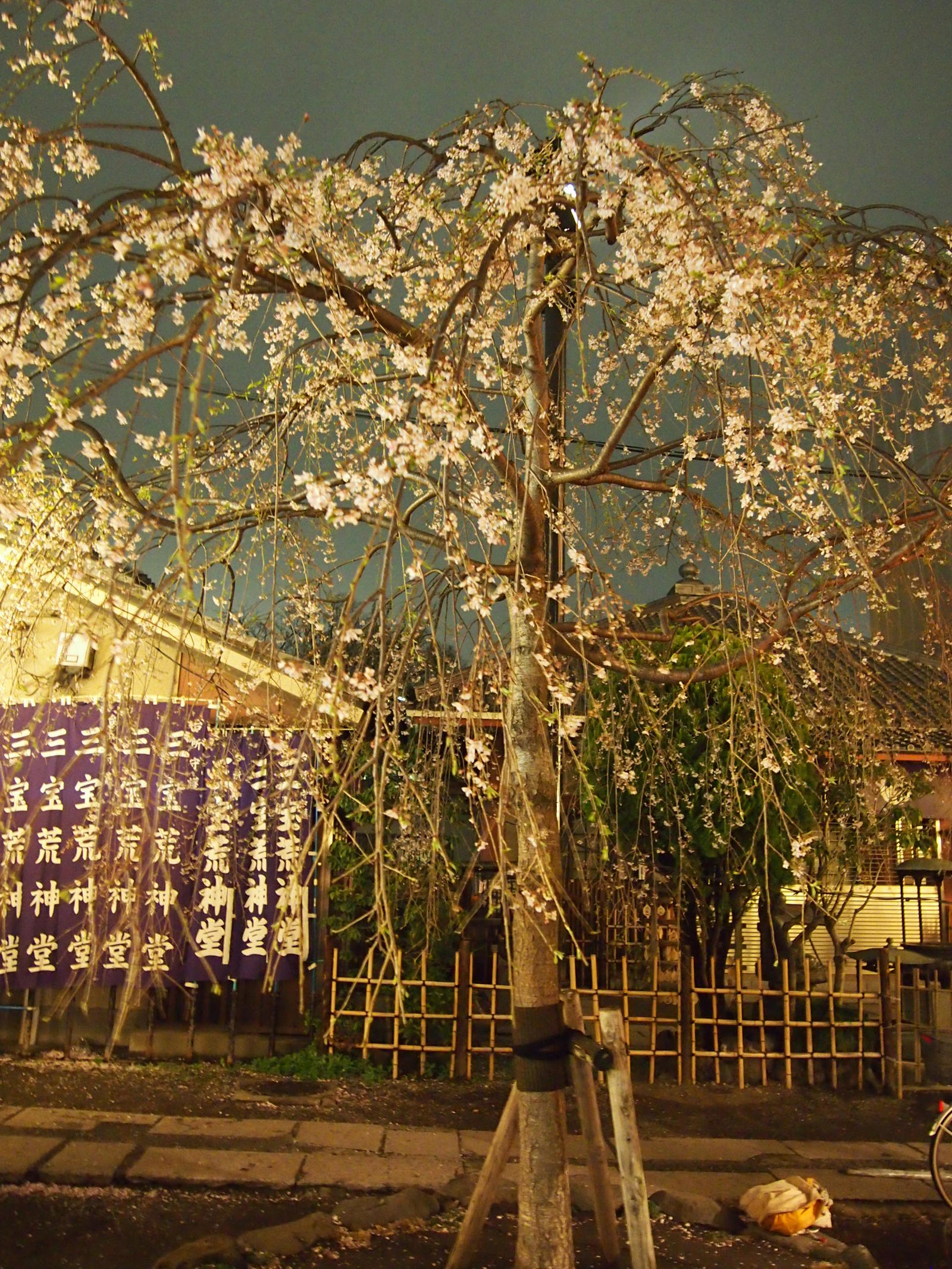 Yuzakura - My, Japan, Sakura, Asakusa, Travels, Longpost