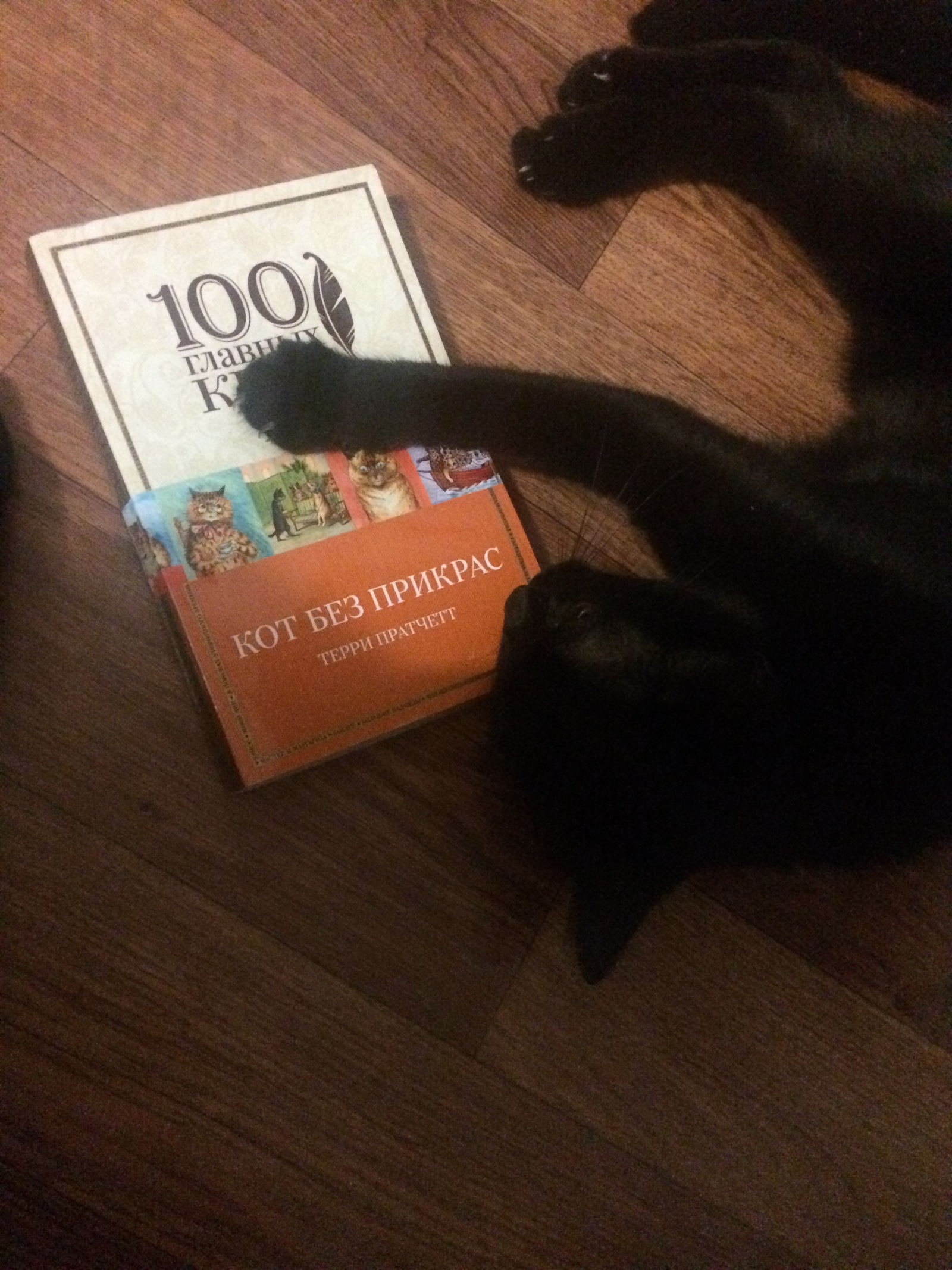 Everyone loves Pratchett - My, cat, Terry Pratchett, Books, The photo, Cat without embellishment