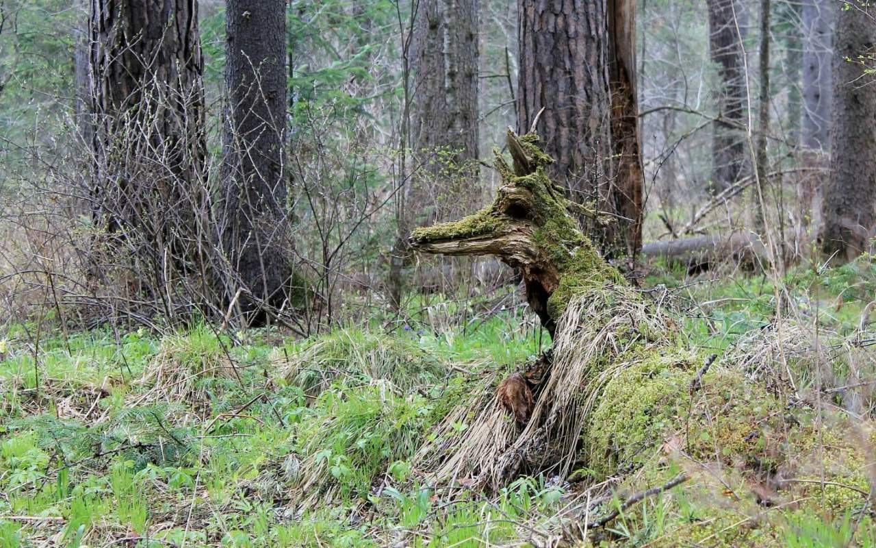 Олень? - Фотография, И ничего кроме, Длиннопост