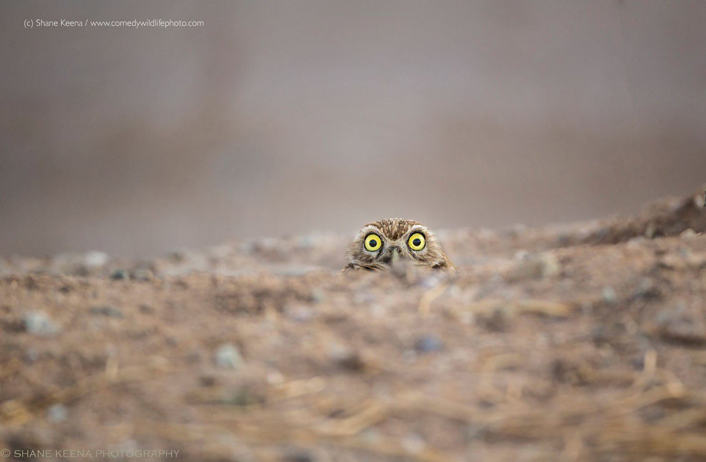 Конкурс Comedy Wildlife Photography Awards 2018 - Фотография, Животные, Конкурс, Позитив, Длиннопост