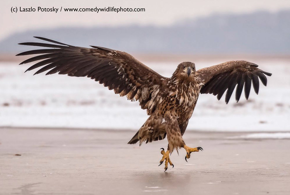 Конкурс Comedy Wildlife Photography Awards 2018 - Фотография, Животные, Конкурс, Позитив, Длиннопост