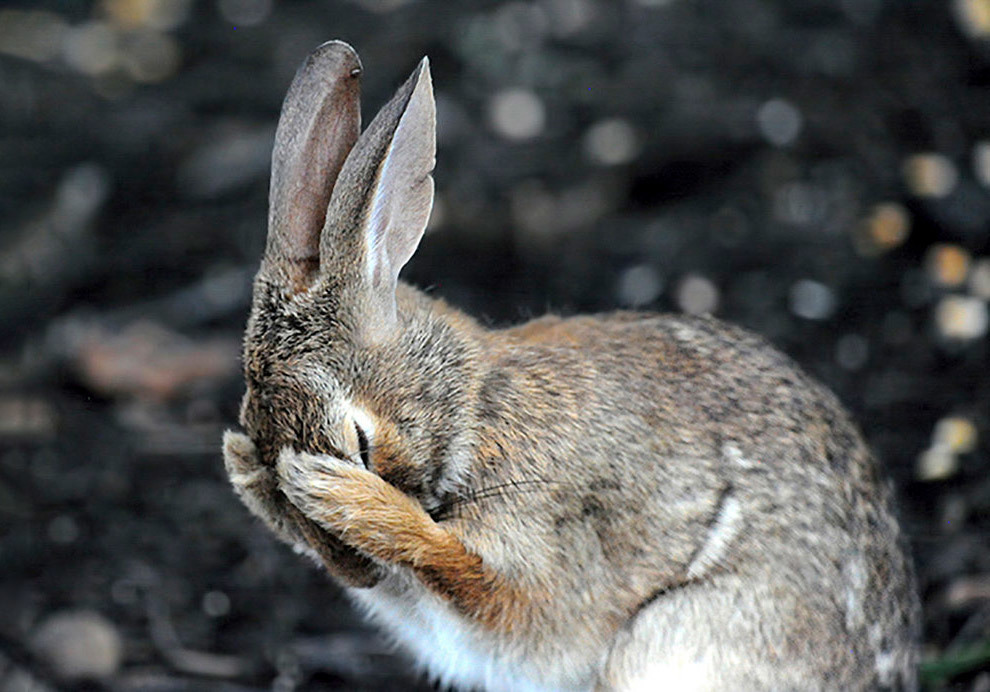 Конкурс Comedy Wildlife Photography Awards 2018 - Фотография, Животные, Конкурс, Позитив, Длиннопост